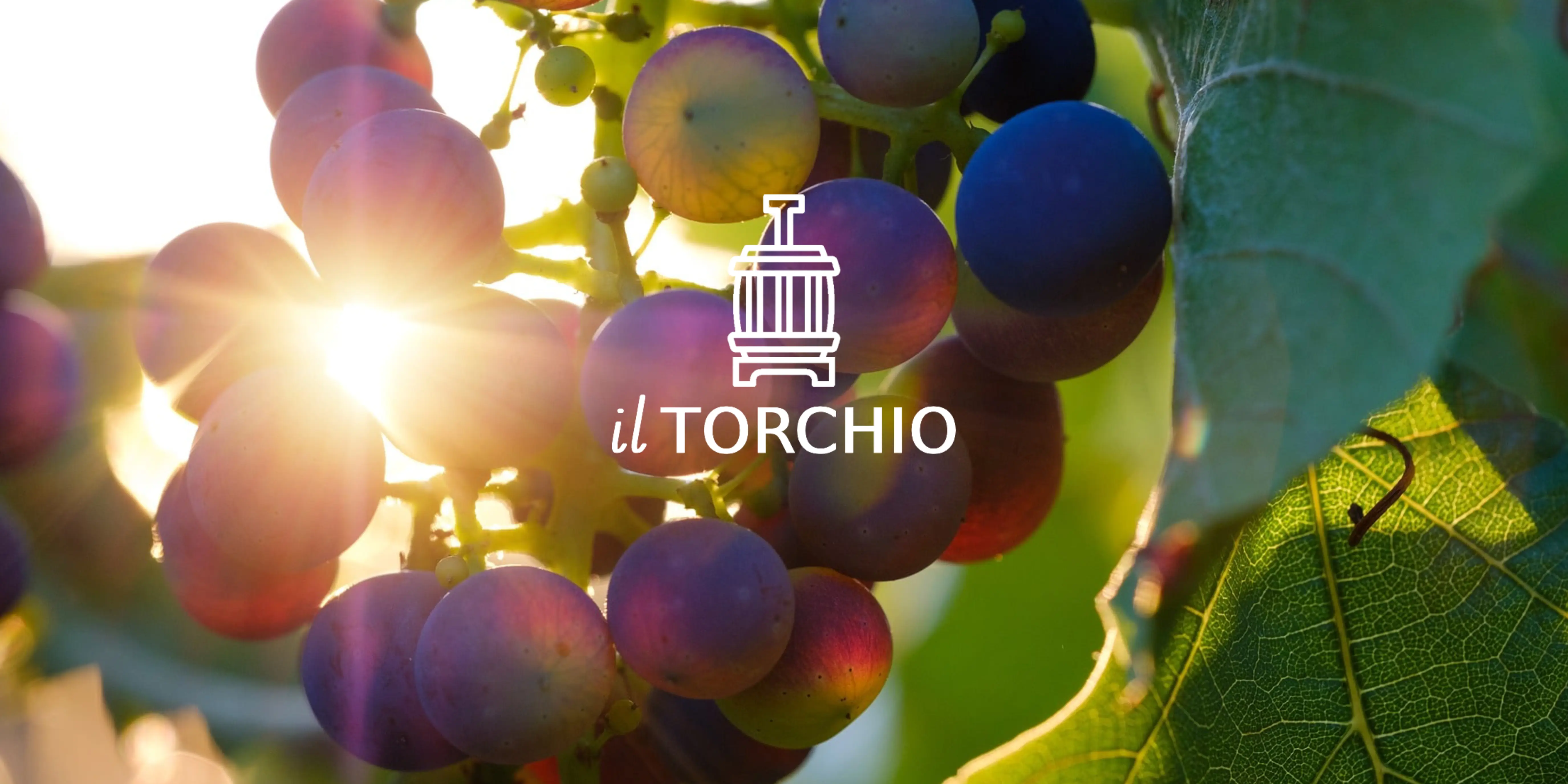 Il Torchio. Dove la memoria del vino torna alla luce, per tutti.